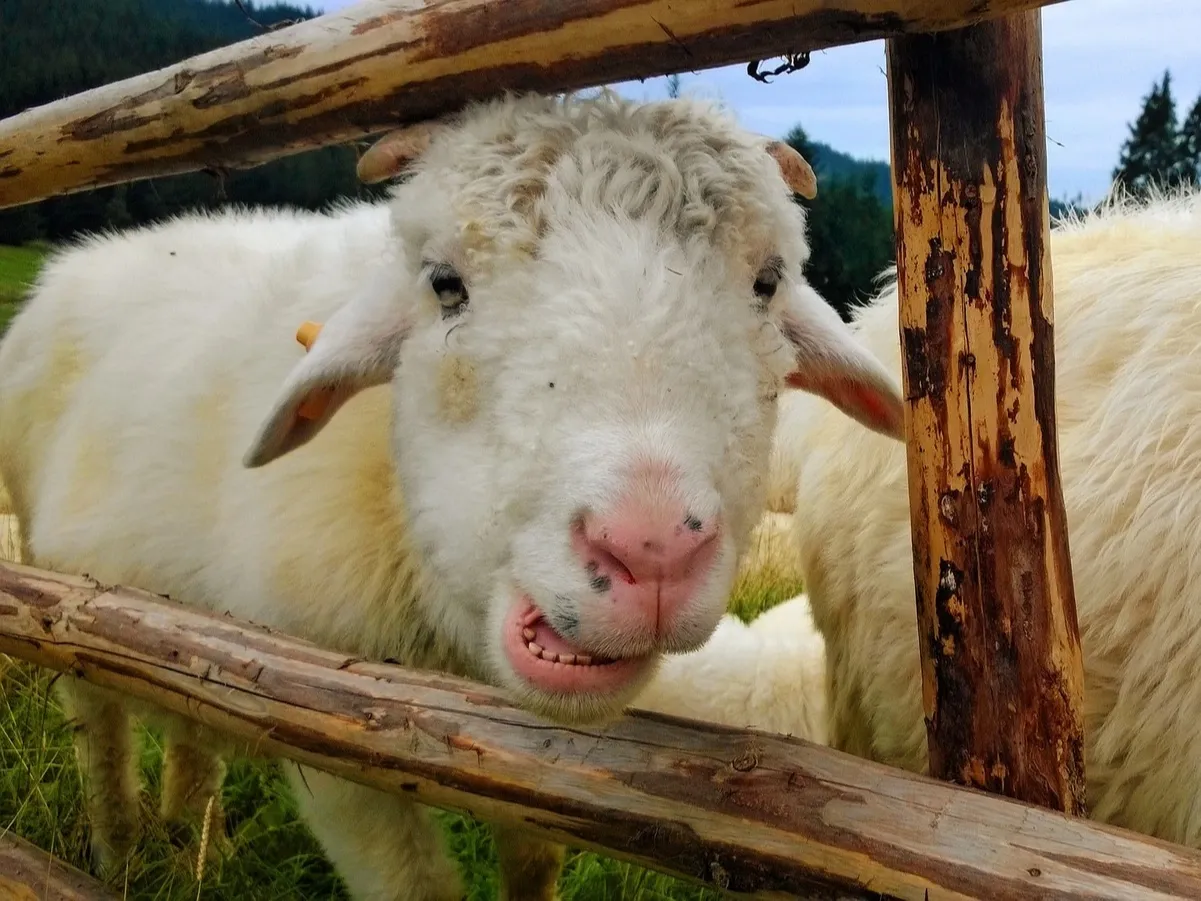 Atrakcje w Willi u Perełki w Zakopanem